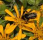 image of Bombus 