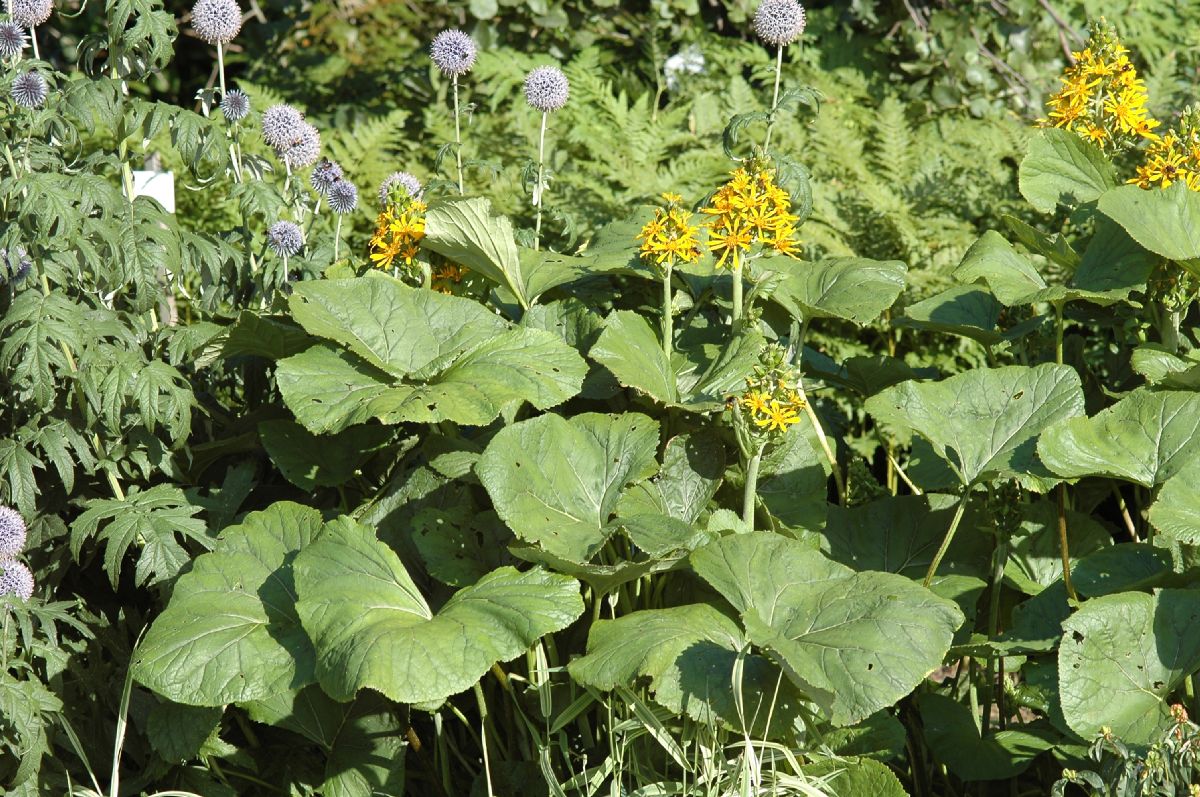 Asteraceae Ligularia 