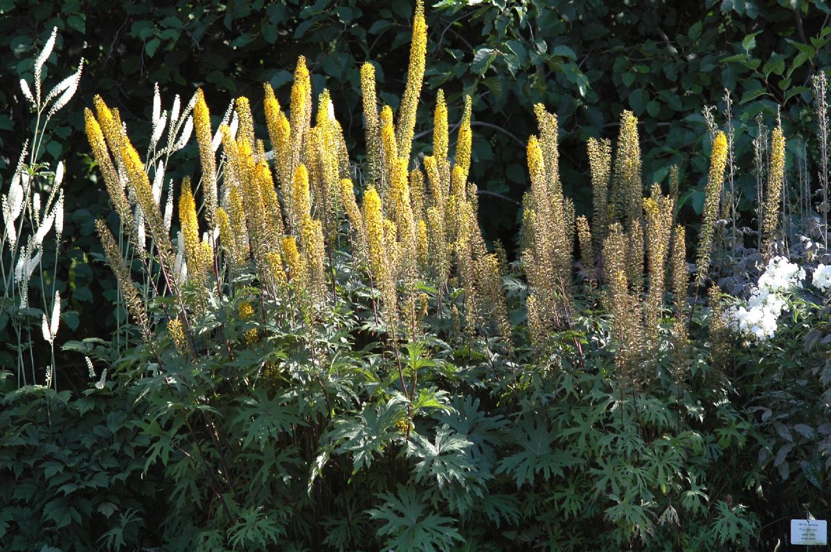 Asteraceae Ligularia przewalskii