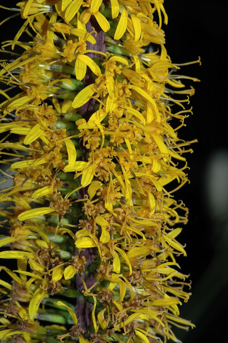 Asteraceae Ligularia przewalskii