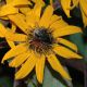 image of Bombus 