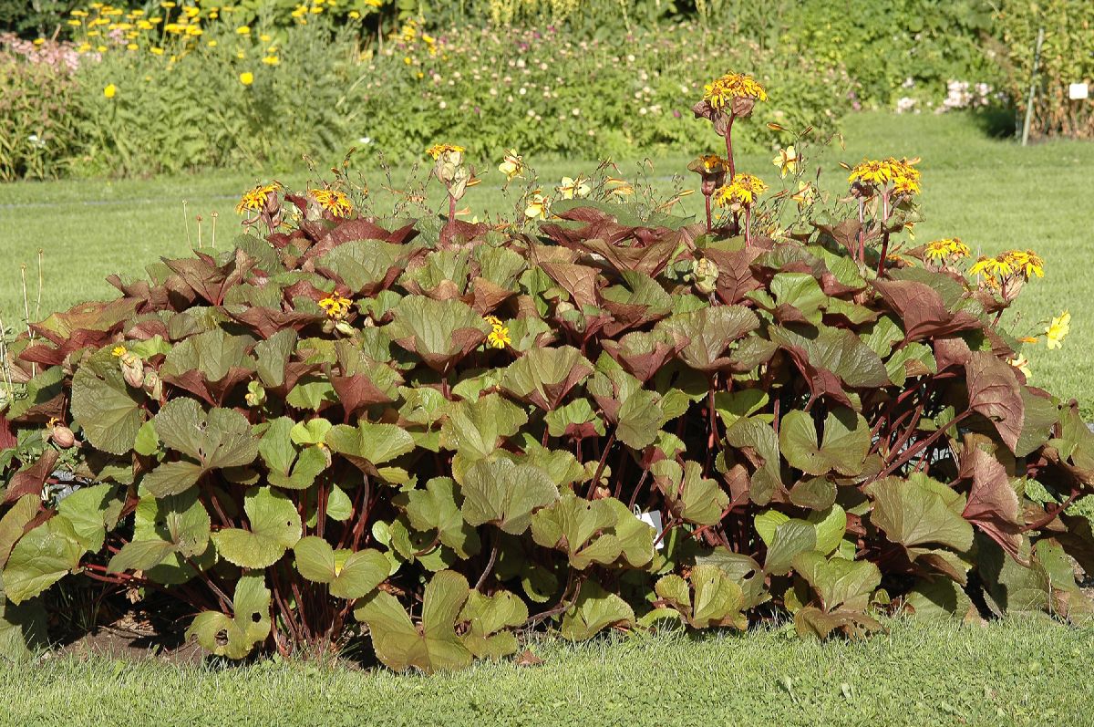 Asteraceae Ligularia dentata