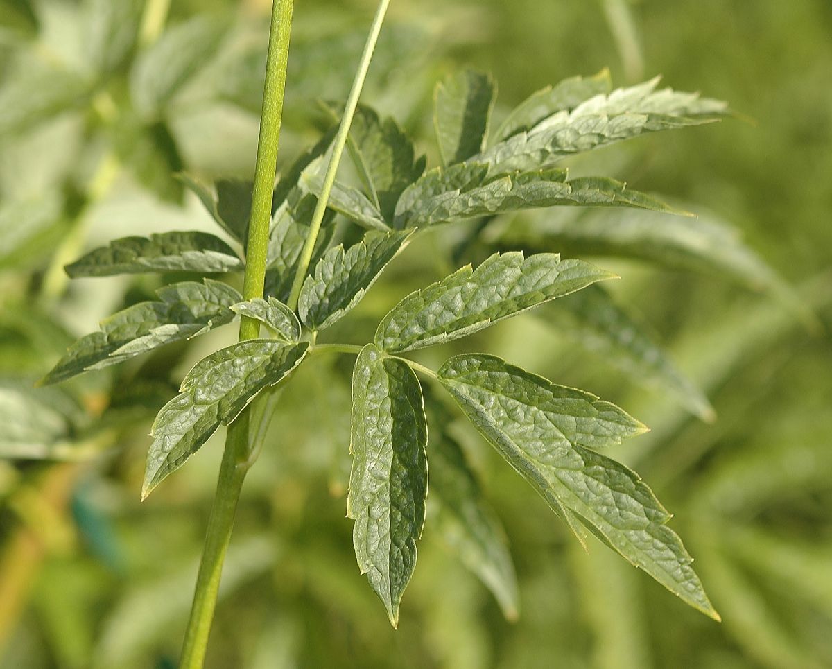 Ranunculaceae Actaea europaea