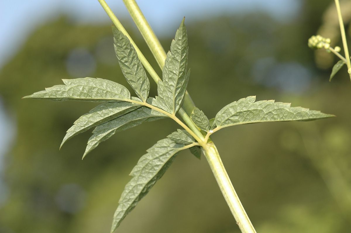 Ranunculaceae Actaea europaea