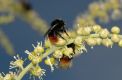 image of Bombus 