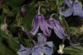 image of Clematis integrifolia