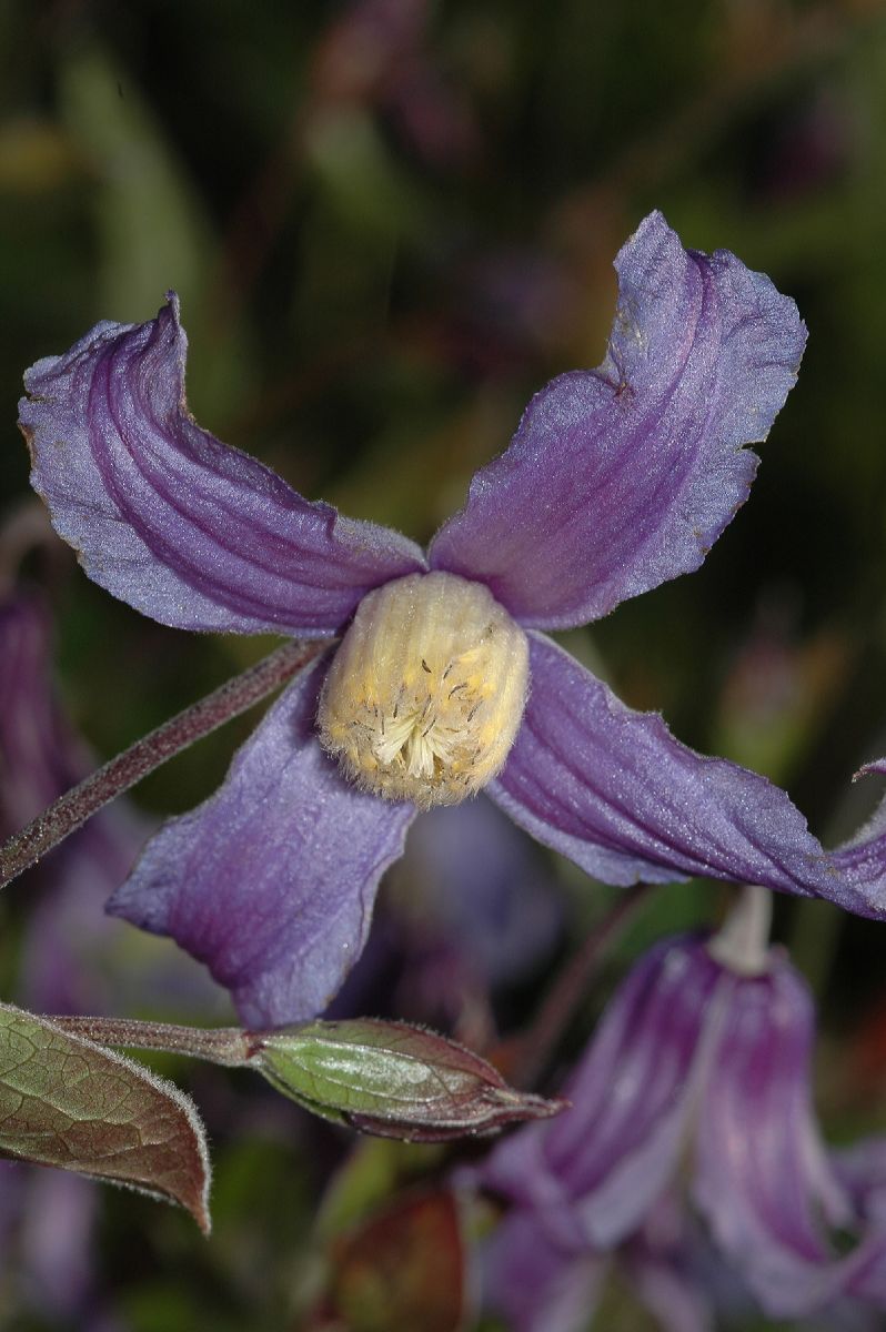 Ranunculaceae Clematis integrifolia