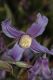 image of Clematis integrifolia