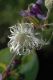 image of Clematis integrifolia