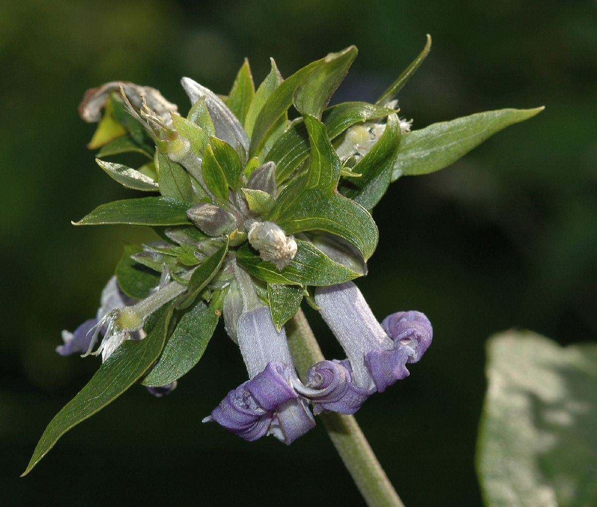 Ranunculaceae Clematis heracleifolia