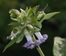 image of Clematis heracleifolia