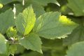 image of Clematis heracleifolia