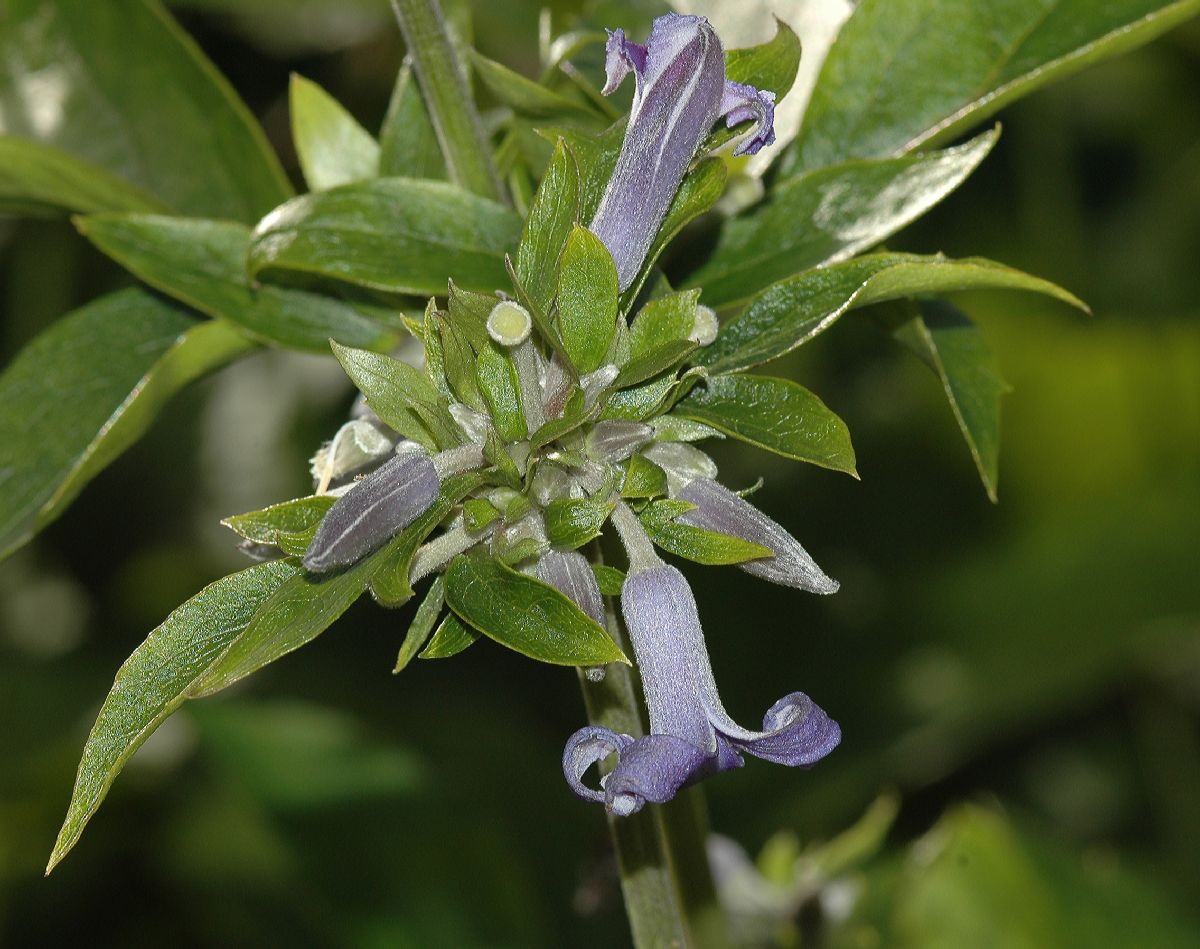 Ranunculaceae Clematis heracleifolia
