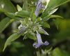 image of Clematis heracleifolia