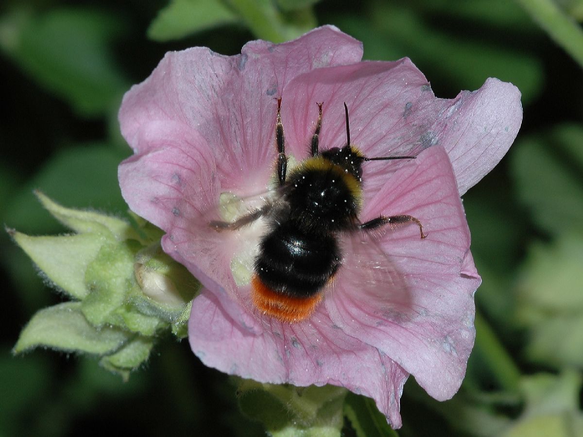 Apidae Bombus 