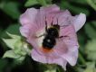 image of Lavatera thuringiaca