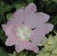 image of Lavatera thuringiaca