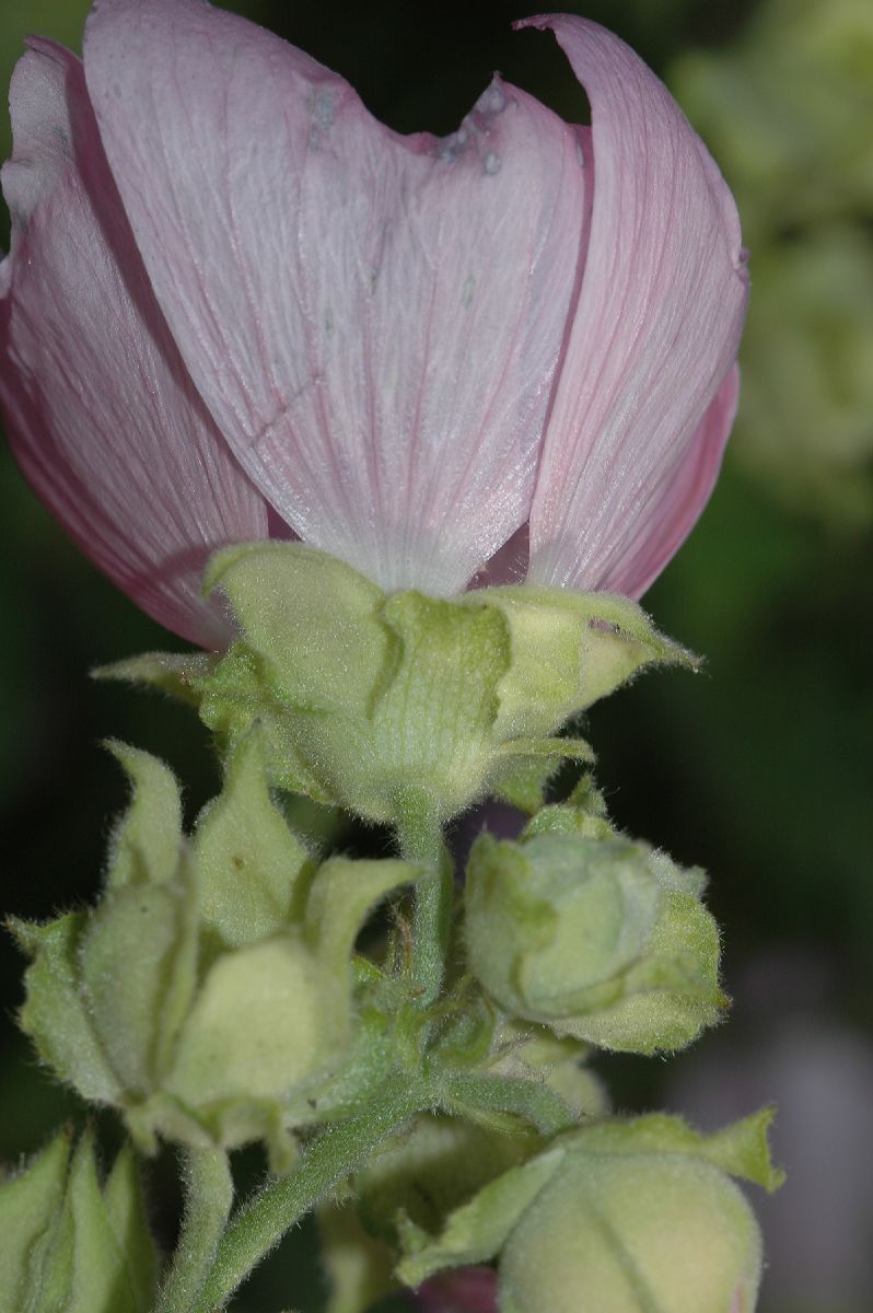 Malvaceae Lavatera thuringiaca