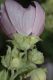 image of Lavatera thuringiaca