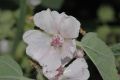 image of Althaea officinalis