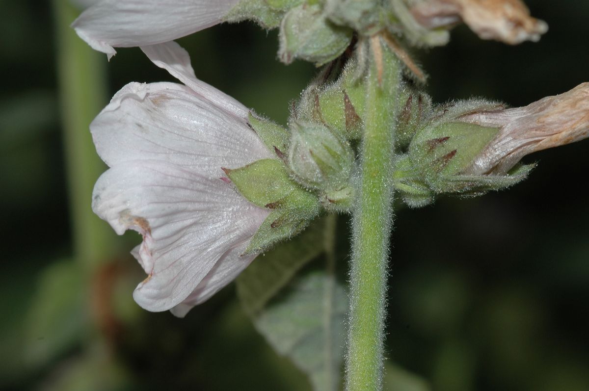 Malvaceae Althaea officinalis