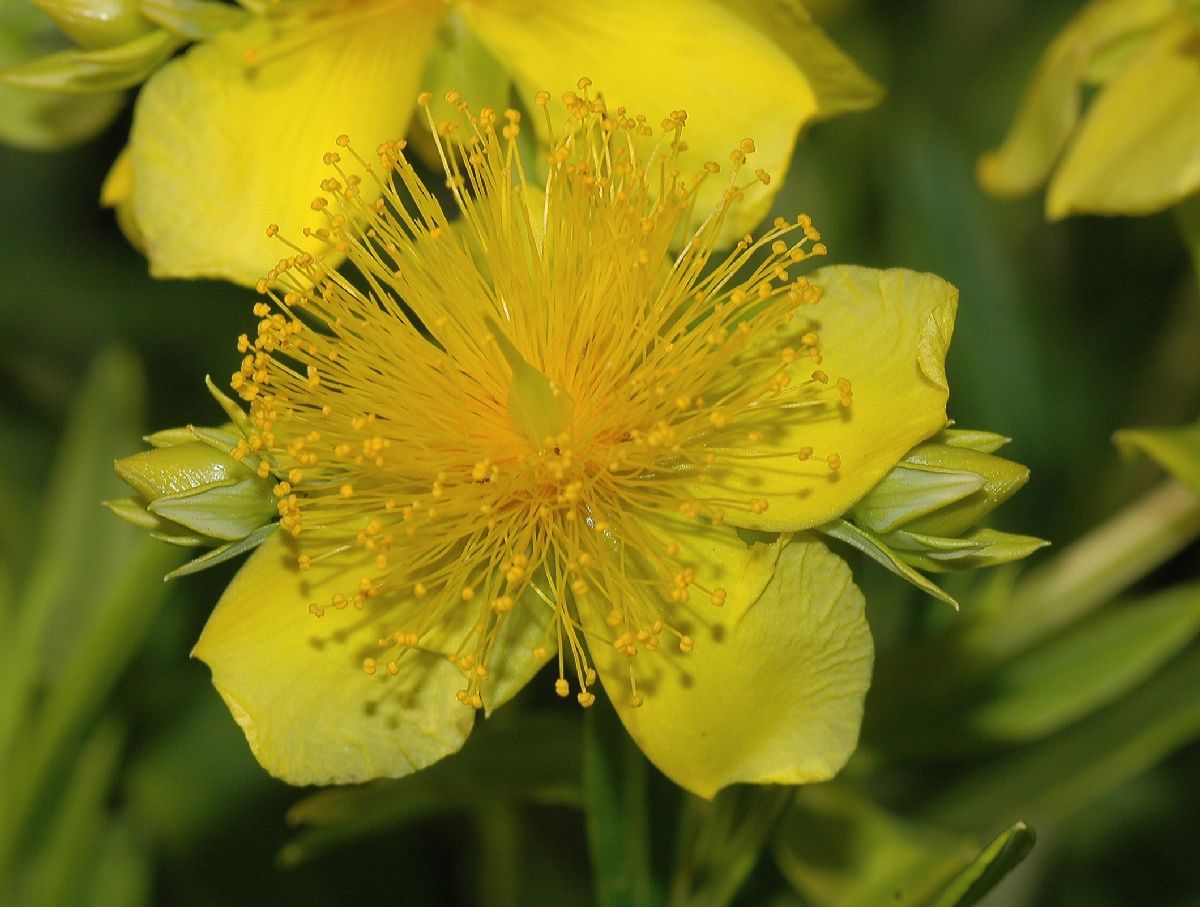 Hypericaceae Hypericum kalmianum
