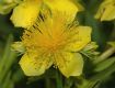 image of Hypericum kalmianum