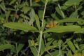 image of Hypericum kalmianum