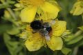 image of Bombus 