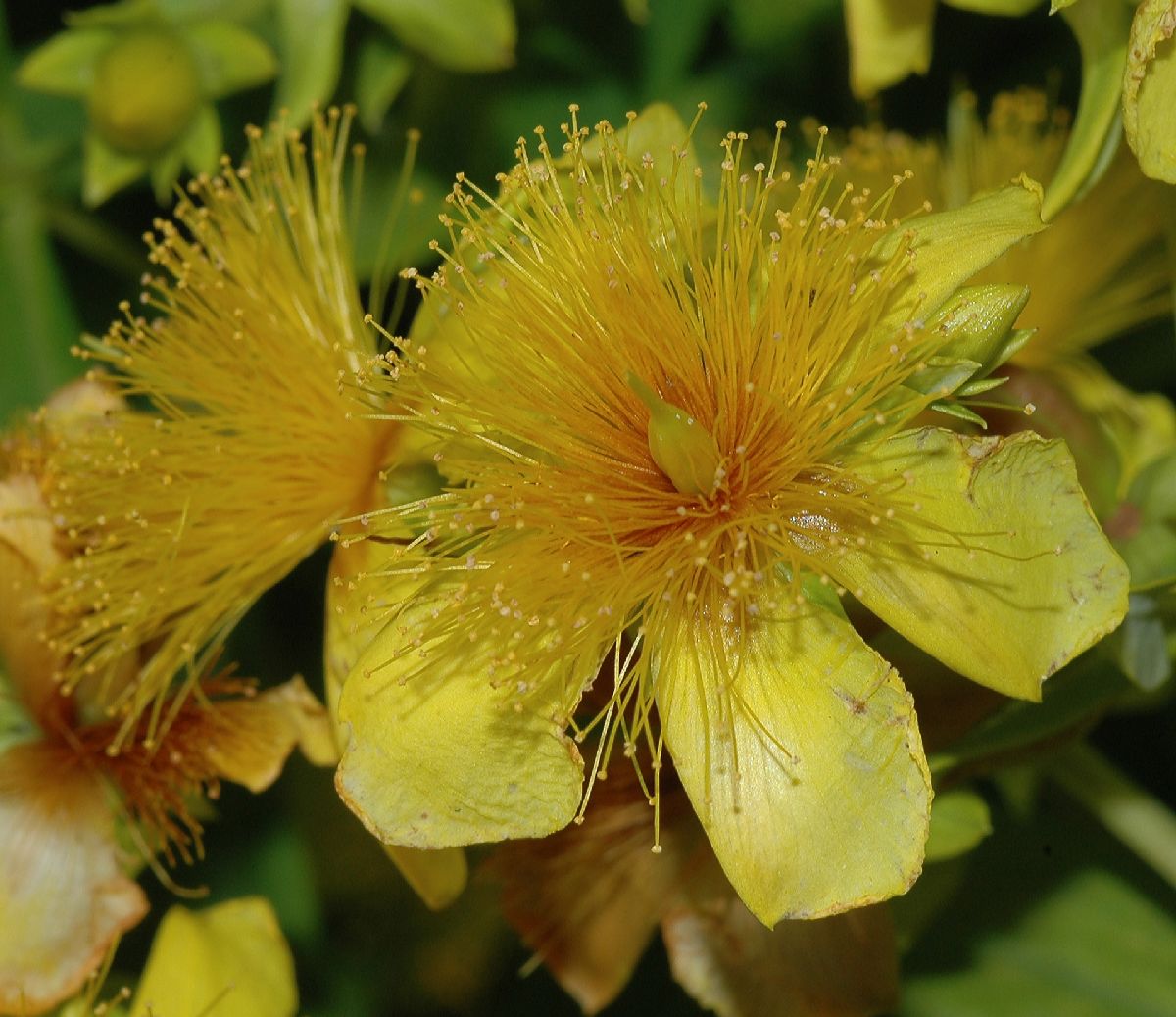 Hypericaceae Hypericum kalmianum