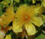 image of Hypericum kalmianum