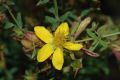 image of Hypericum perforatum