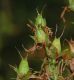 image of Hypericum perforatum