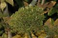 image of Heracleum antasiaticum