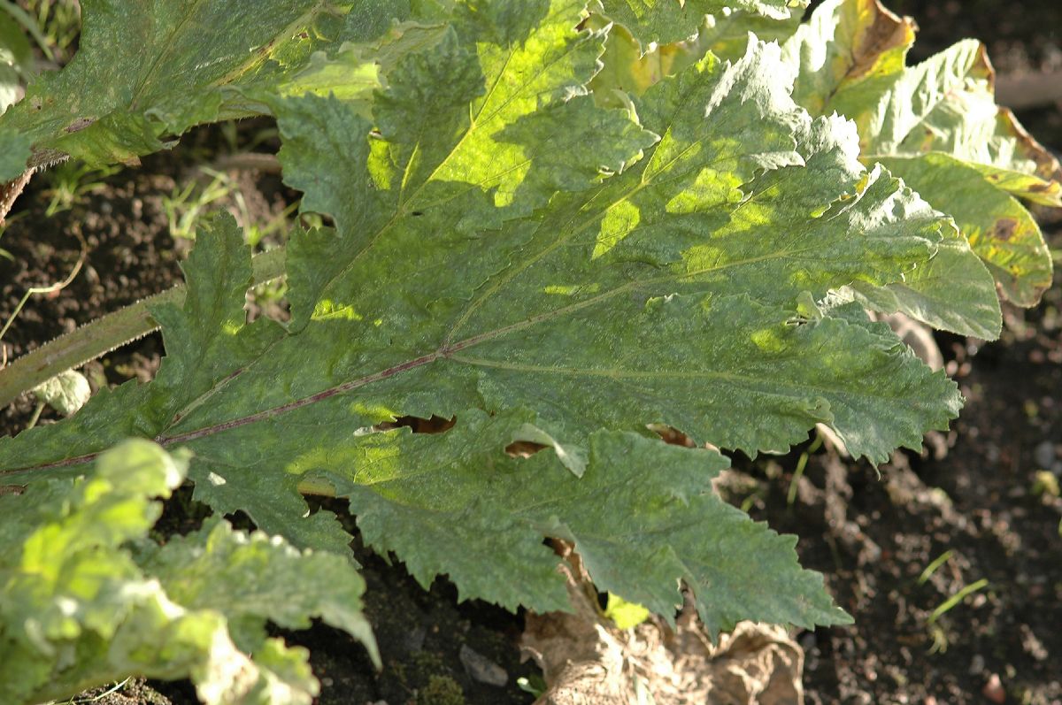 Apiaceae Heracleum antasiaticum