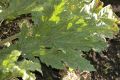 image of Heracleum antasiaticum