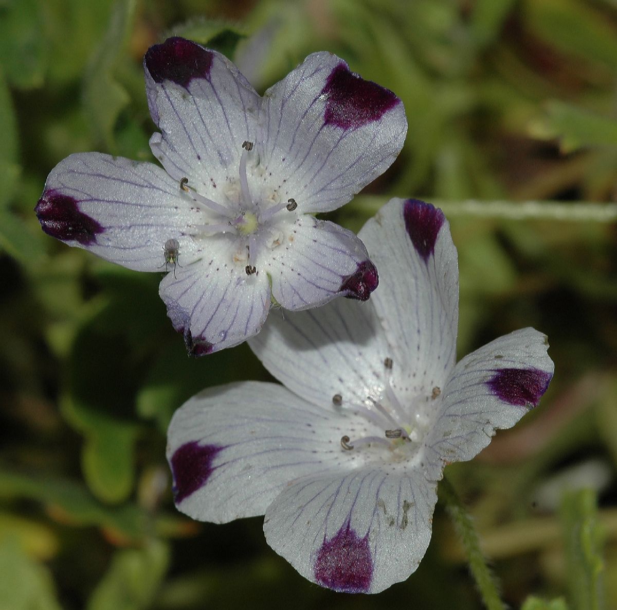 Hydrophyllaceae Nemophila maculata