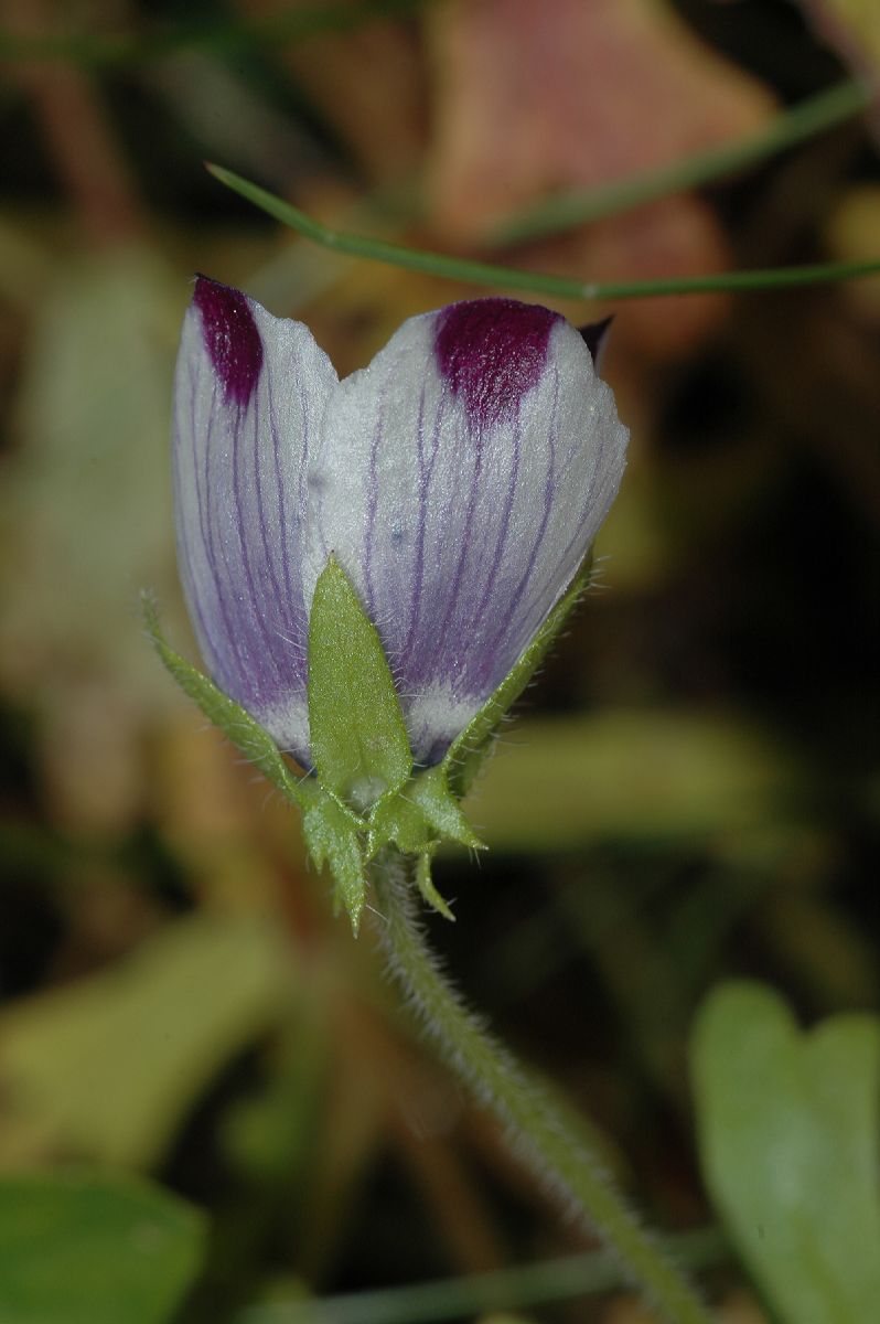 Hydrophyllaceae Nemophila maculata