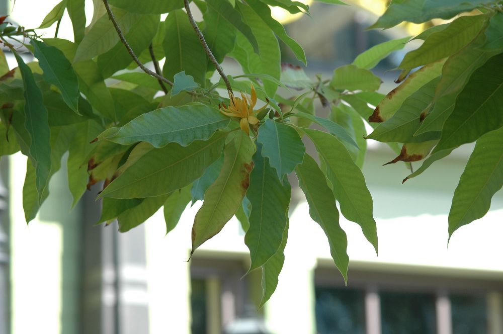 Magnoliaceae Michelia champaca