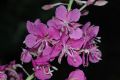 image of Epilobium angustifolium