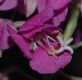 image of Epilobium angustifolium
