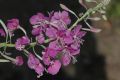 image of Epilobium angustifolium