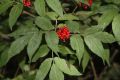 image of Sambucus racemosa