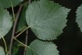 image of Betula 