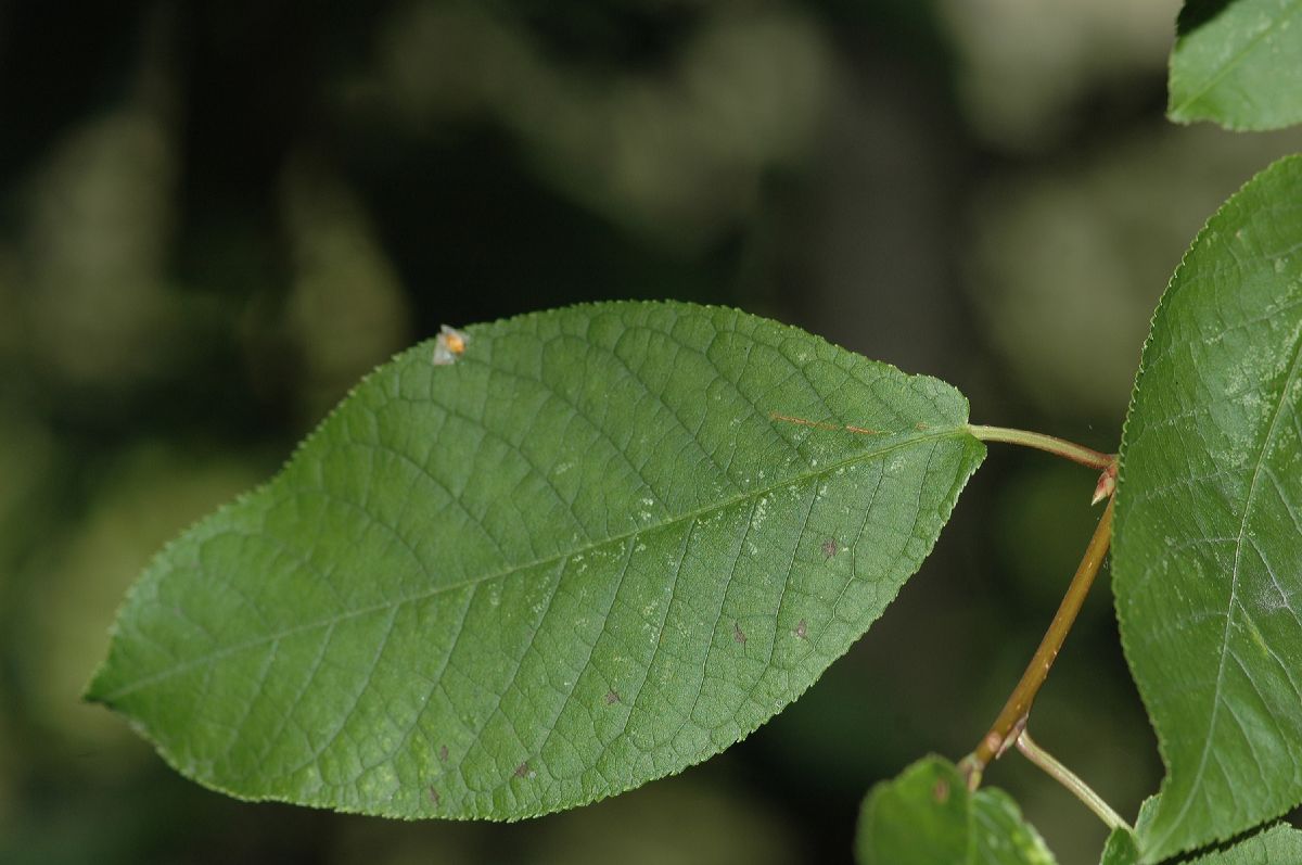 Rosaceae Prunus padus