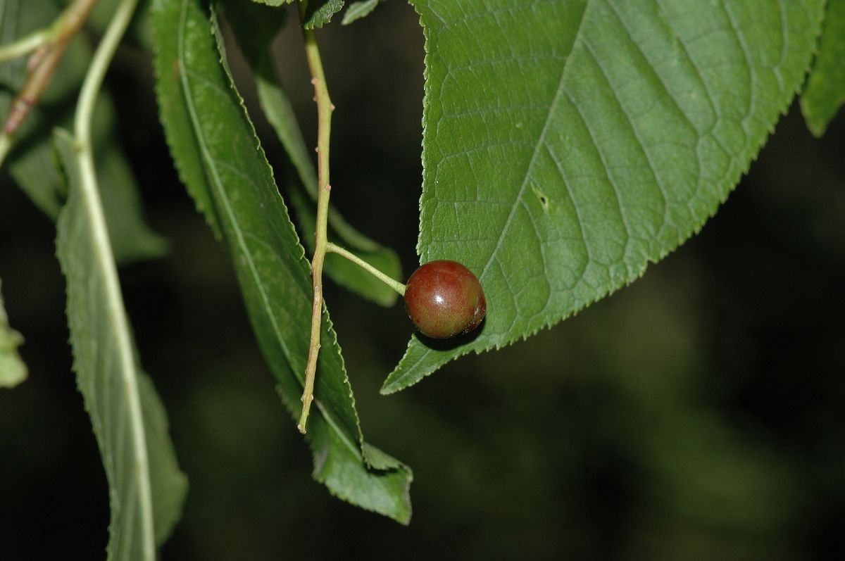 Rosaceae Prunus padus