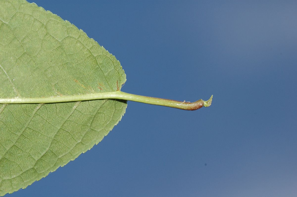 Rosaceae Prunus padus