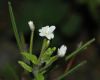 image of Epilobium 