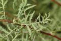 image of Tanacetum vulgare