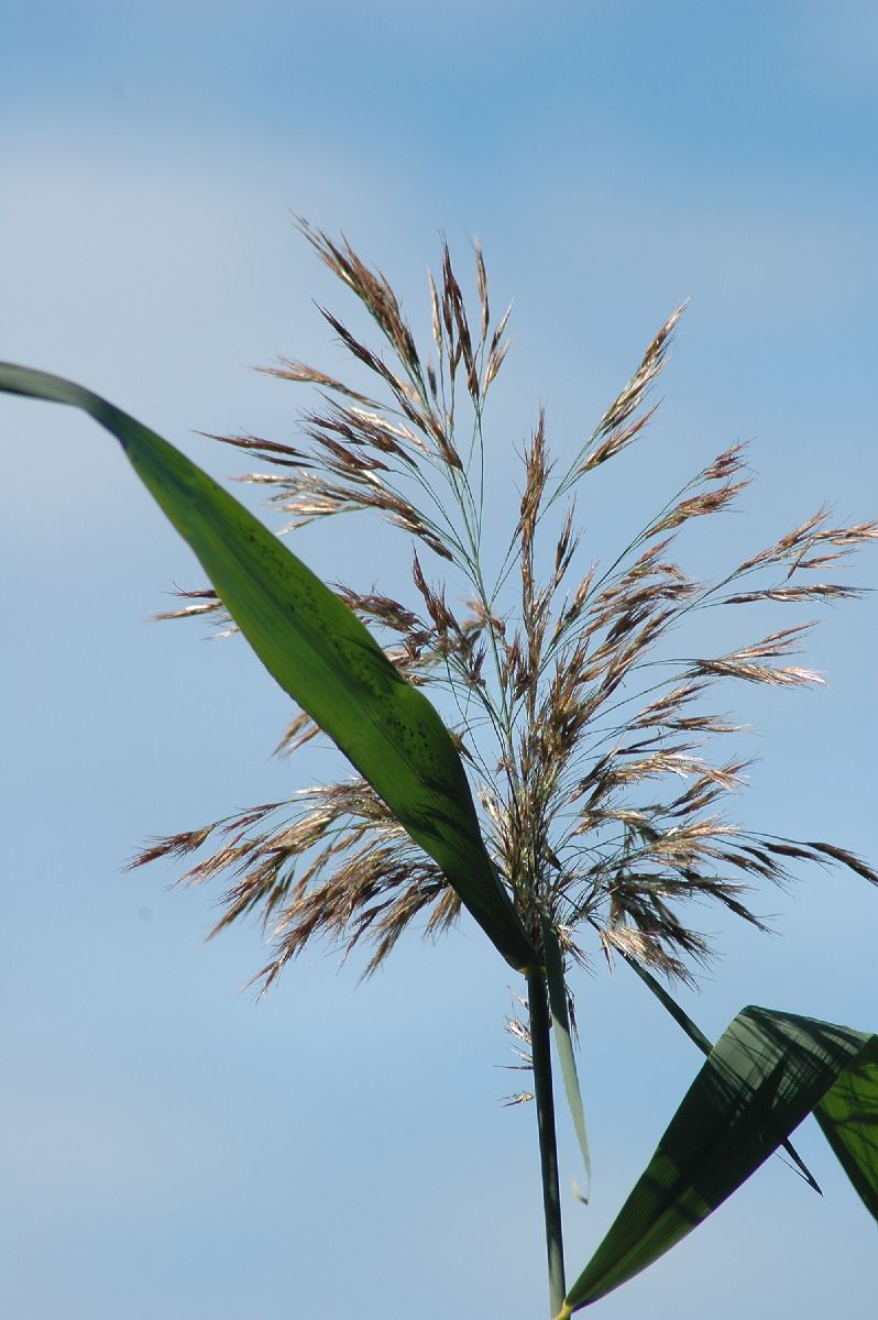 Poaceae Phragmites australis